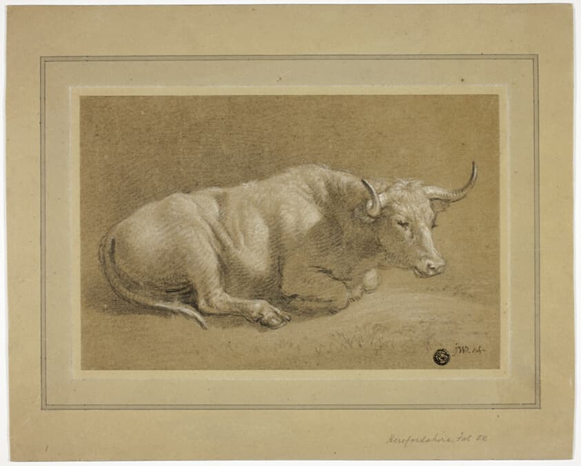 Herefordshire Fat Ox — James Ward