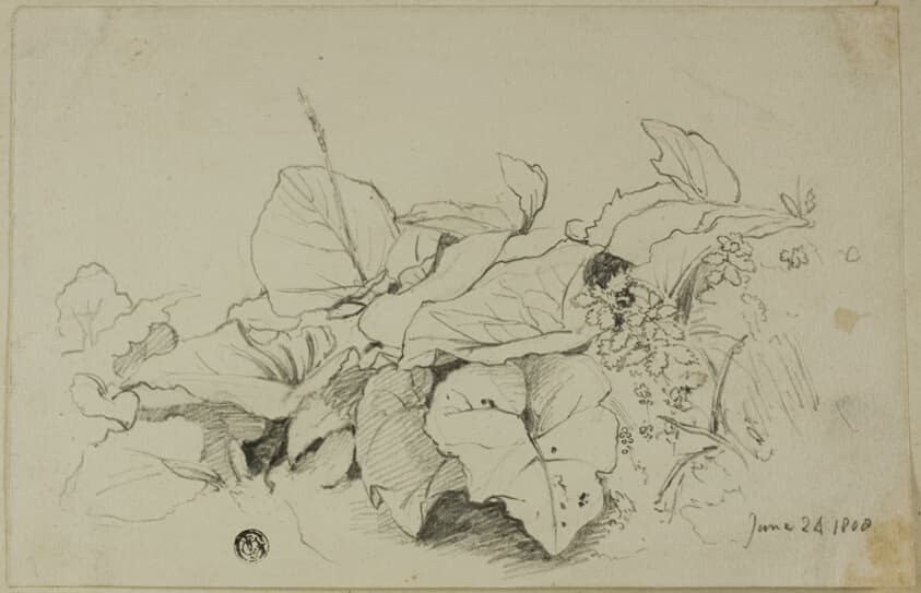 Clump of Leaves and Flowers — Joshua Cristall