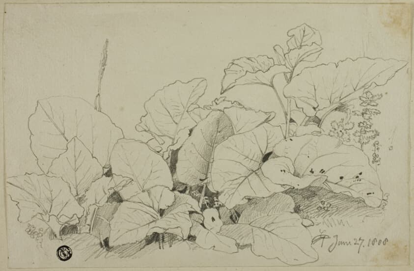 Clump of Leaves and Flowers — Joshua Cristall