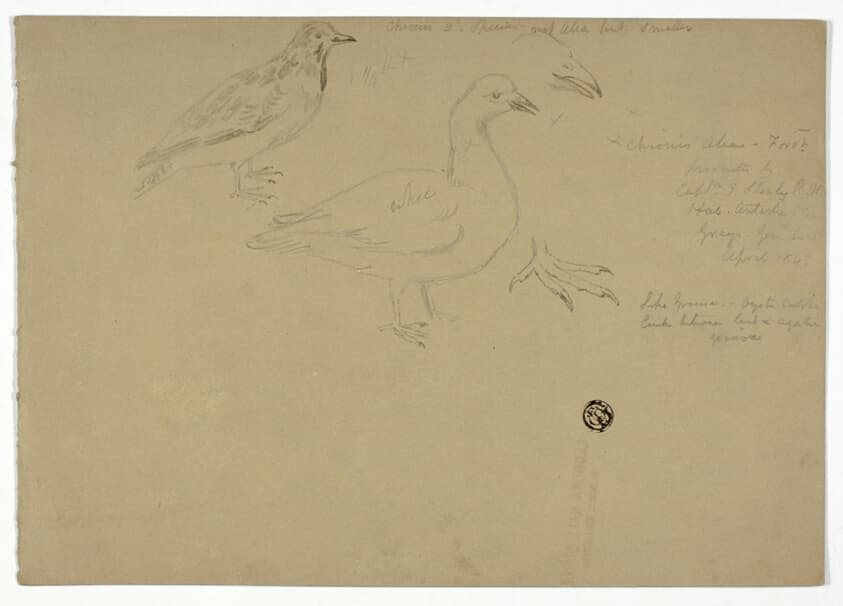 Sketches of Birds — Henry Stacy Marks