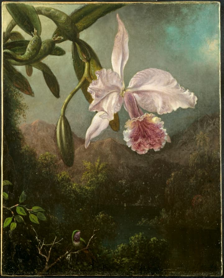 Orchid Blossoms — Martin Johnson Heade