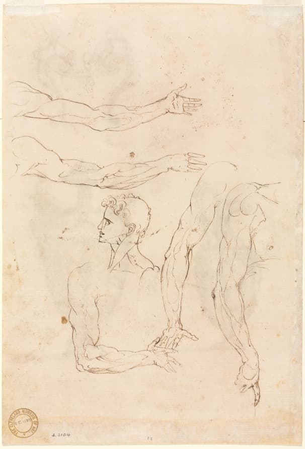 Sketches of Five Arms and a Head (verso) — Luzio Romano