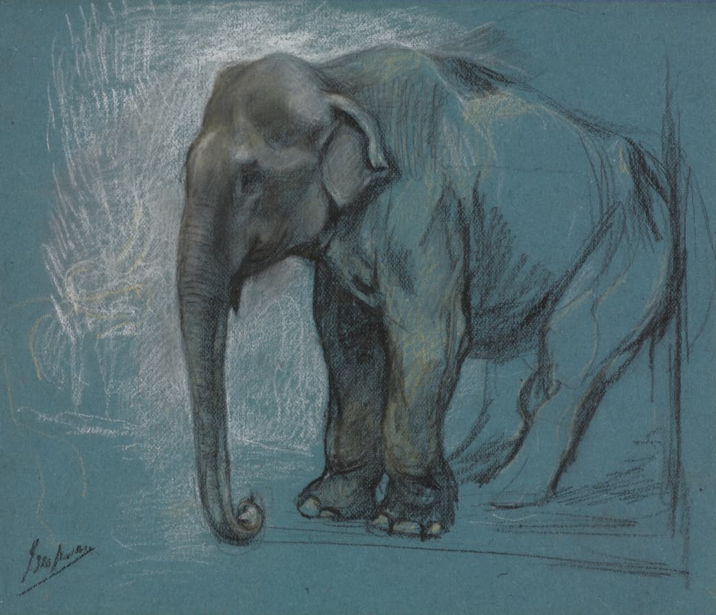 Study of an Elephant — John Macallan Swan