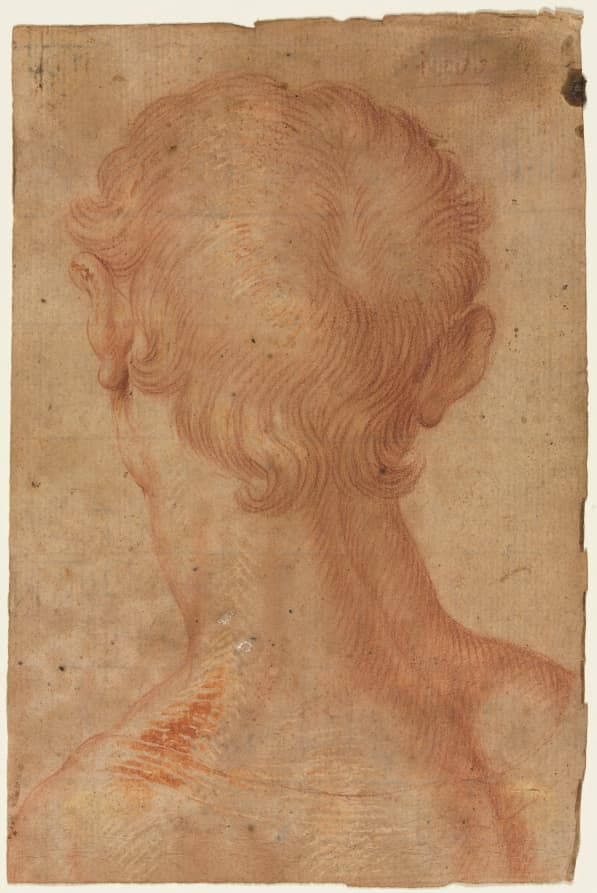 Man's Head from the Back — Agnolo Bronzino