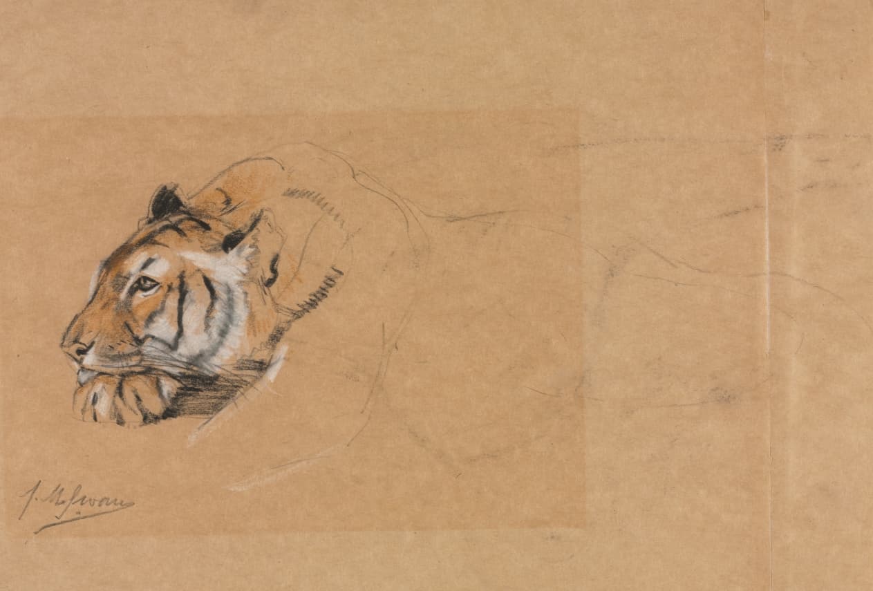 Tiger — John Macallan Swan