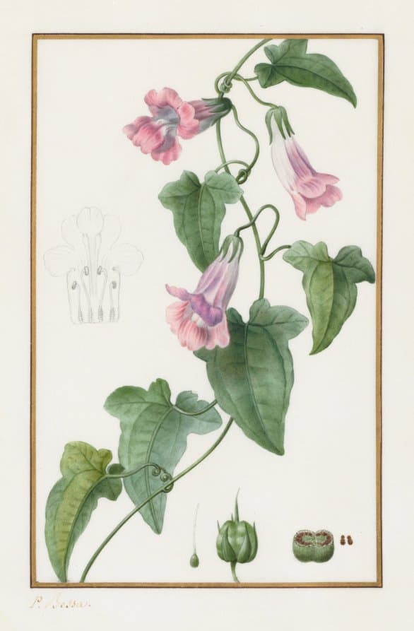 (Botanical: Maurándia semperflorens) — Pancrace Bessa