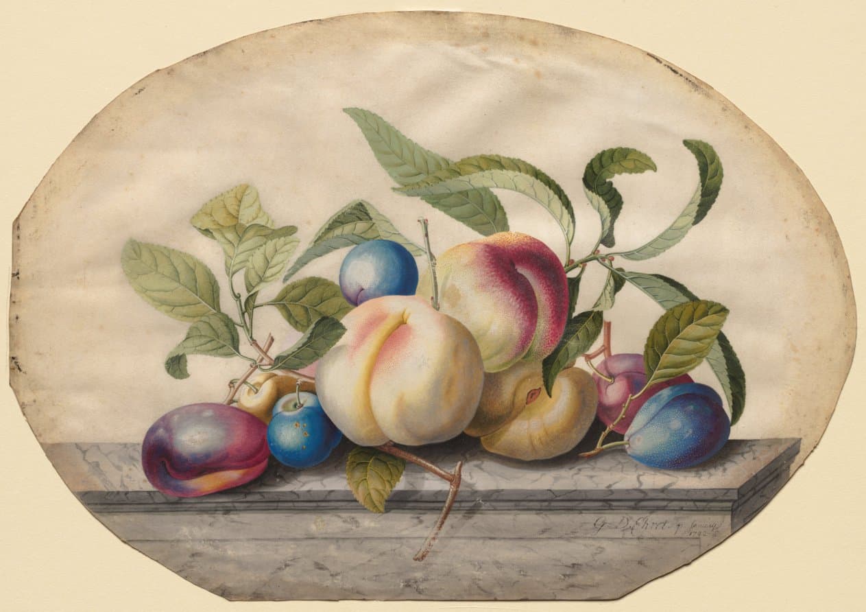 Fruit Arrangement: Peaches and Plumbs on a Slab of Marble — Georg Dionysius Ehret