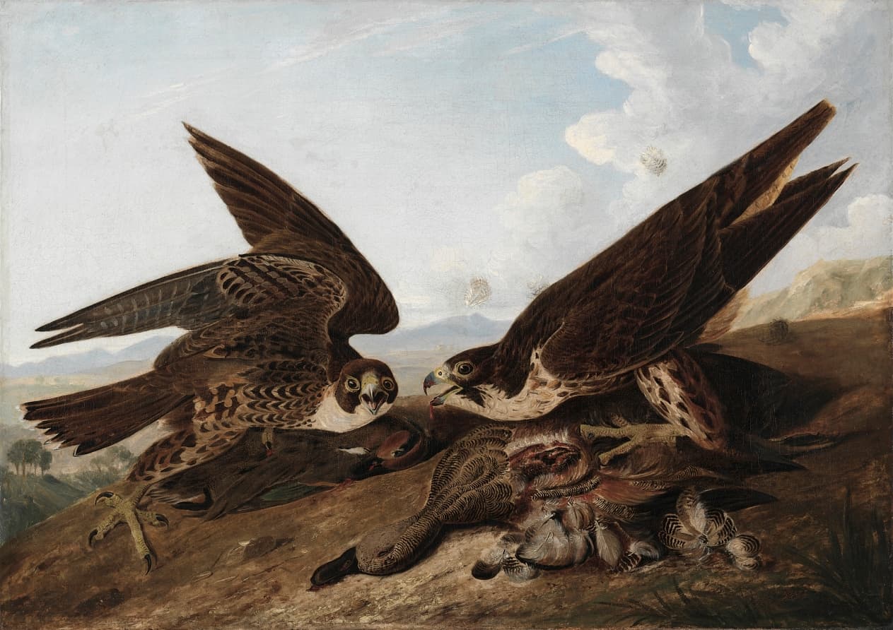 Peregrine Falcons (Duck Hawks) — John James Audubon