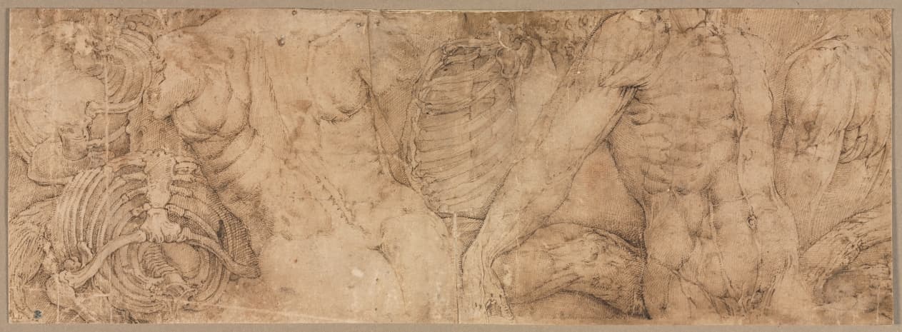 Torsos with Rib Cages — Battista Franco