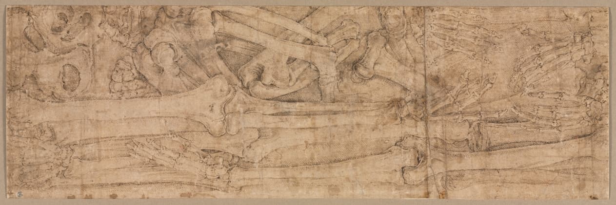 Arm Bones — Battista Franco