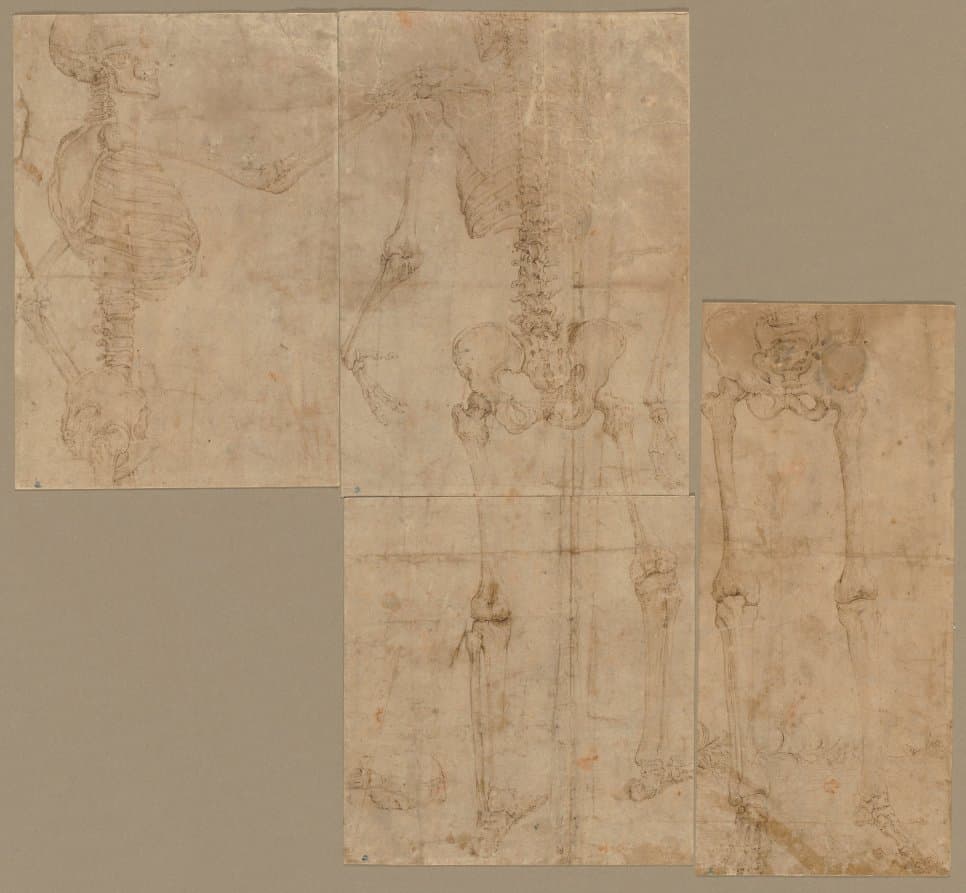 Skeleton — Battista Franco