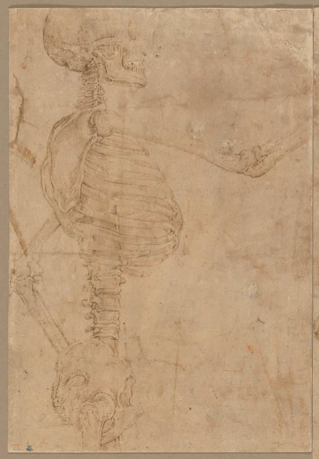 Half-Length Skeleton in Profile — Battista Franco