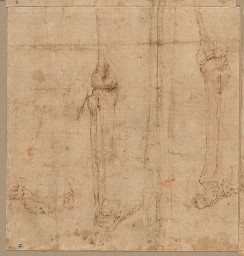 Lower Half of Skeleton from the Back — Battista Franco