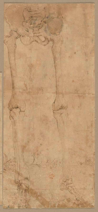 Lower Half of Skeleton from the Front — Battista Franco