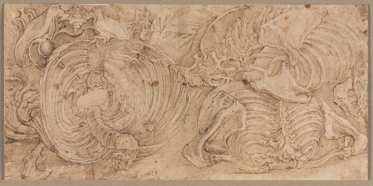 Rib Cages — Battista Franco
