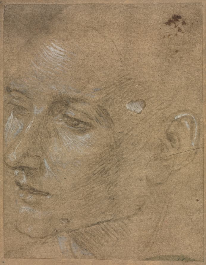 Head of a Young Man — Filippino Lippi