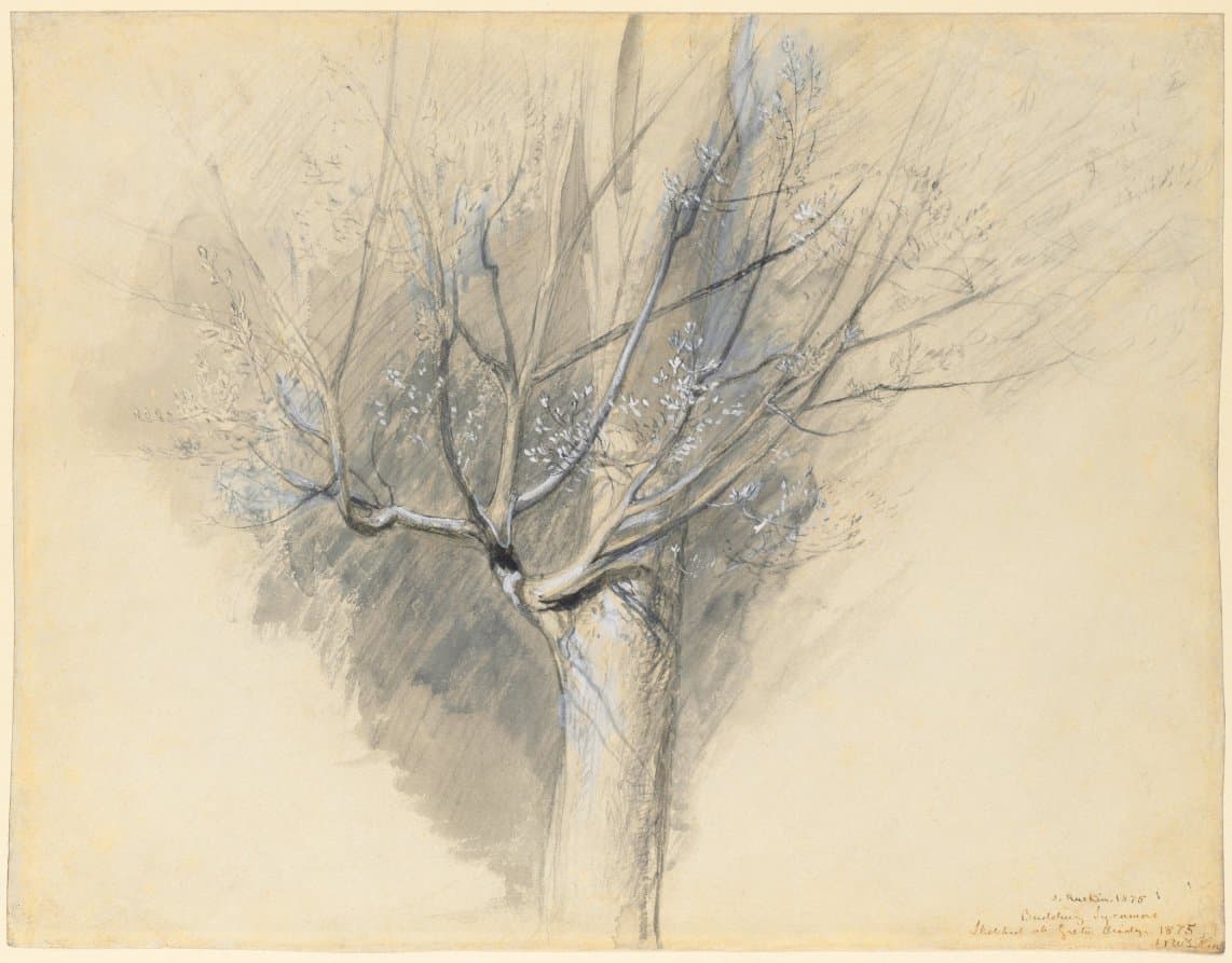 Budding Sycamore — John Ruskin