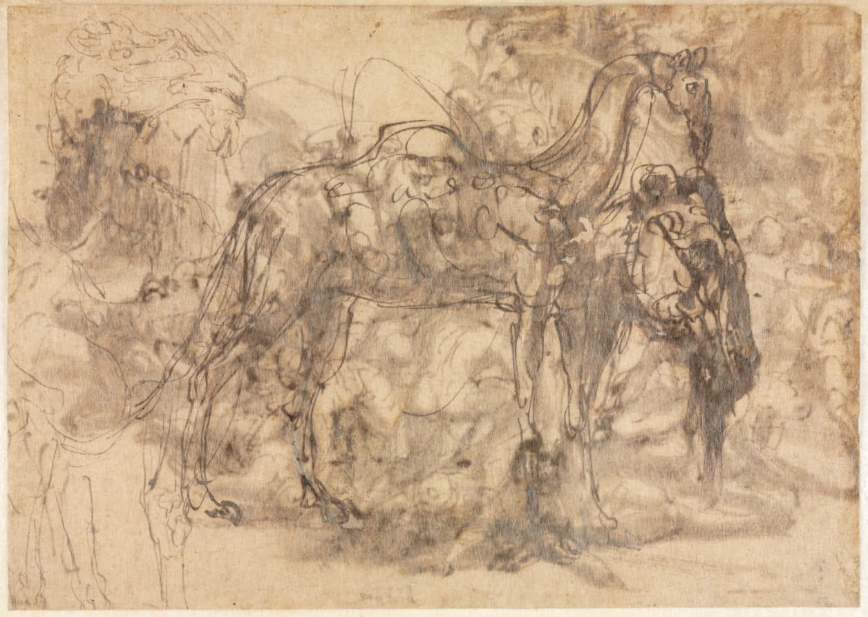 Sketches of Animals (verso) — Perino del Vaga