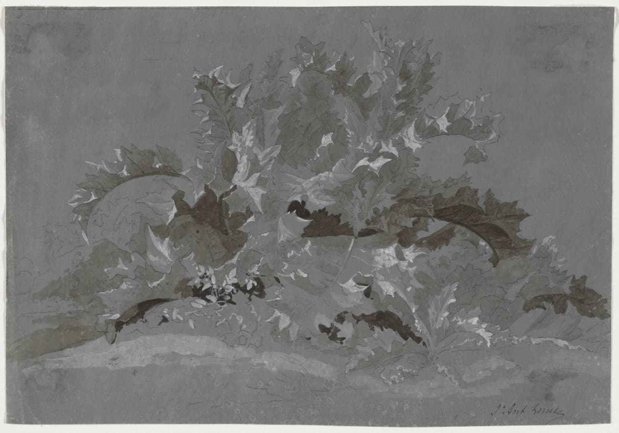 Study of Weeds — Jean Antoine Linck