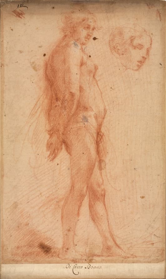 Study of a Standing Male Nude, with a Study of Head in Three-Quarter Profile — Cecco Bravo
