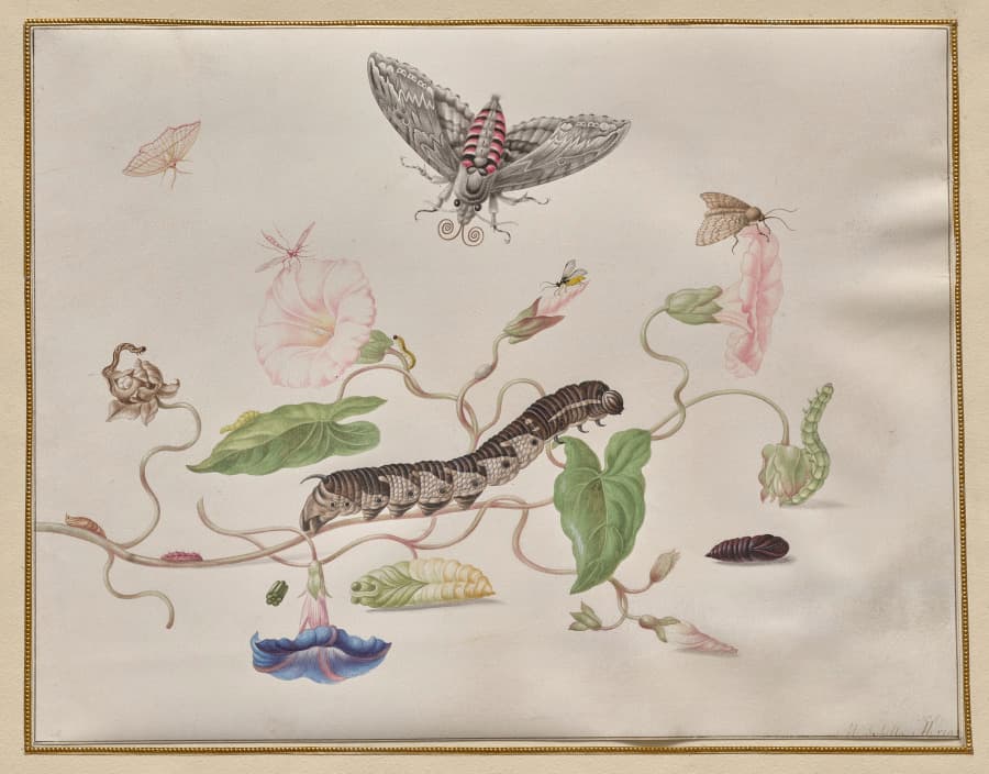 Convolvulus and Metamorphosis of the Convolvulus Hawk Moth — Maria Sibylla Merian