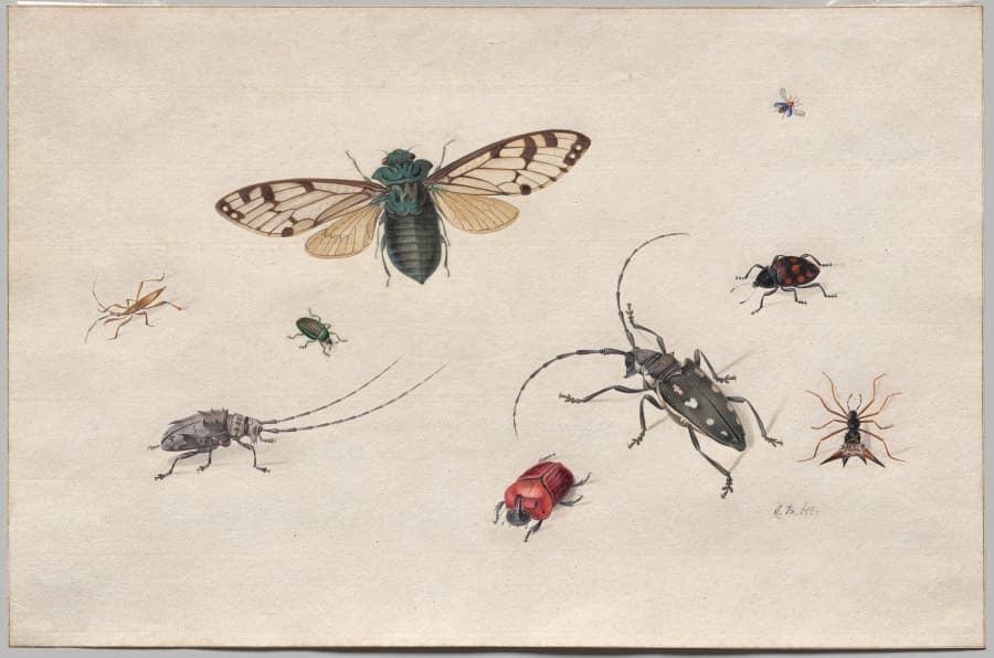 Studies of Insects — Johannes Bronckhorst