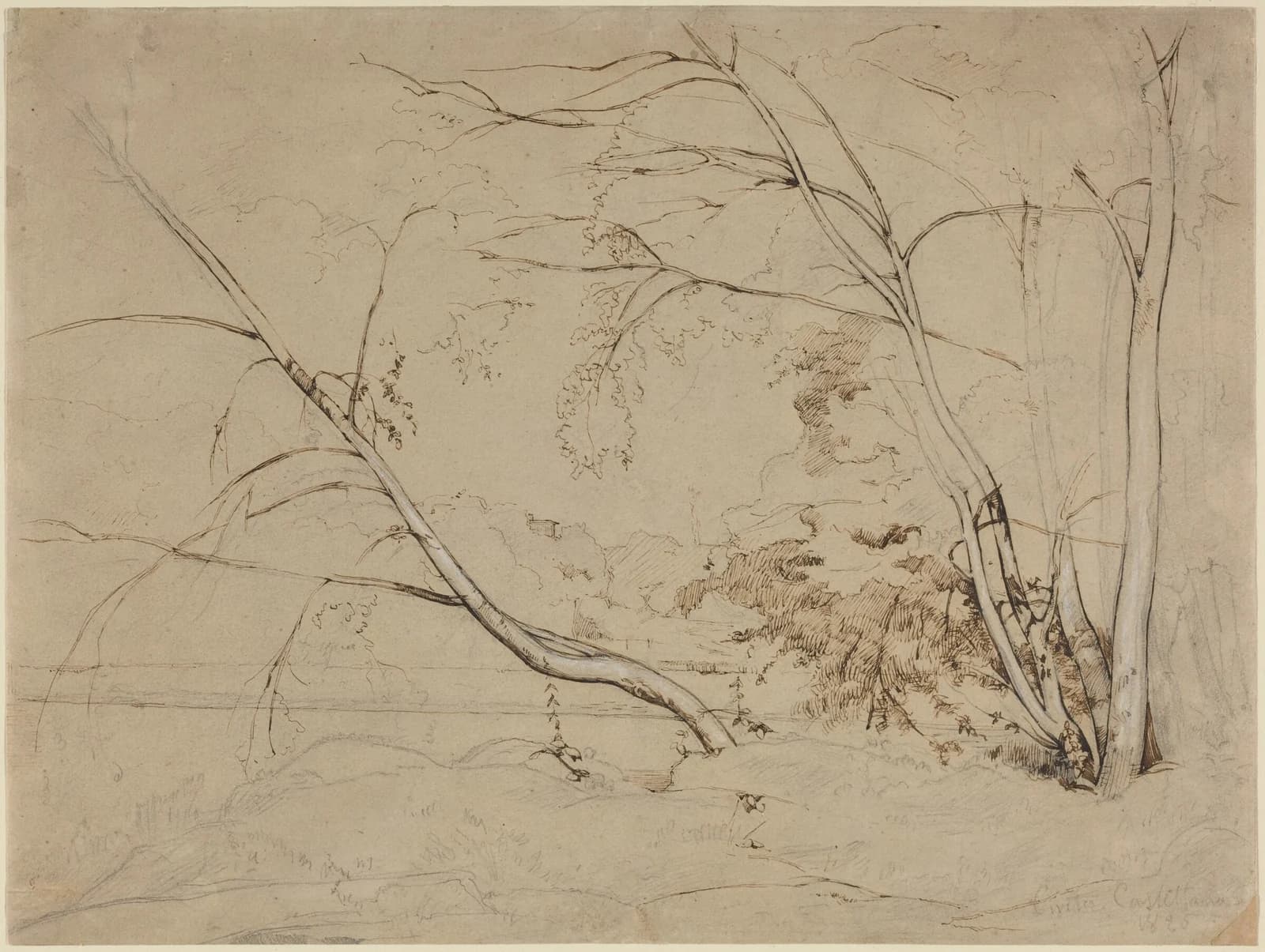 Jean-Baptiste-Camille Corot, Clump of Trees at Civita Castellana, 1826, pen and brown ink and graphite with white heightening on brown wove paper: two bare leaning trunks cross the sheet, foliage worked in fine hatching to the right, the ground and distance left as open paper.
