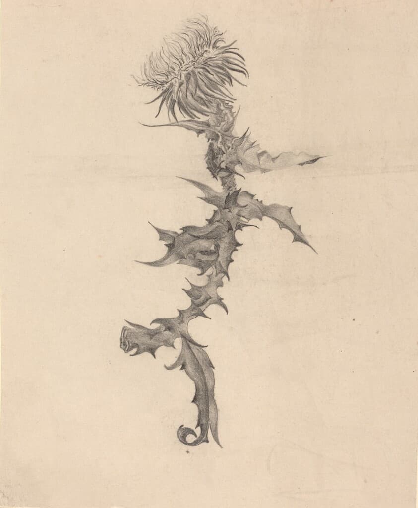 Thistle — Karel Vitezslav Masek