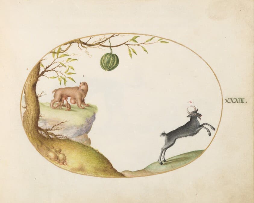 Plate 33: A "Simivulpa" (Opossum?) and an Ibex — Joris Hoefnagel