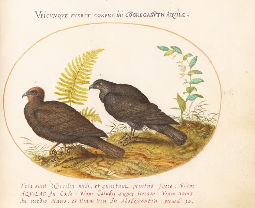 Plate 3: Two Hawks — Joris Hoefnagel