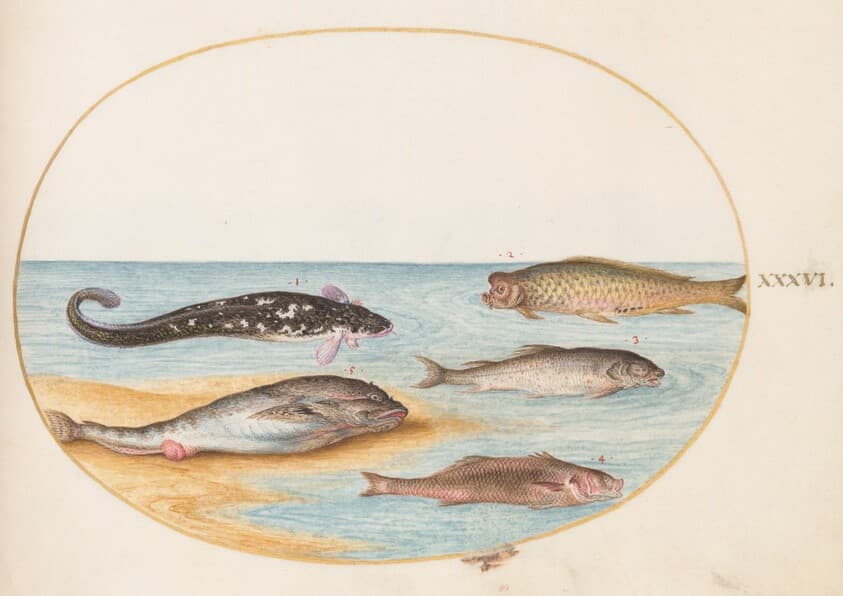 Plate 36: Five Fish, Including Carp(?) — Joris Hoefnagel