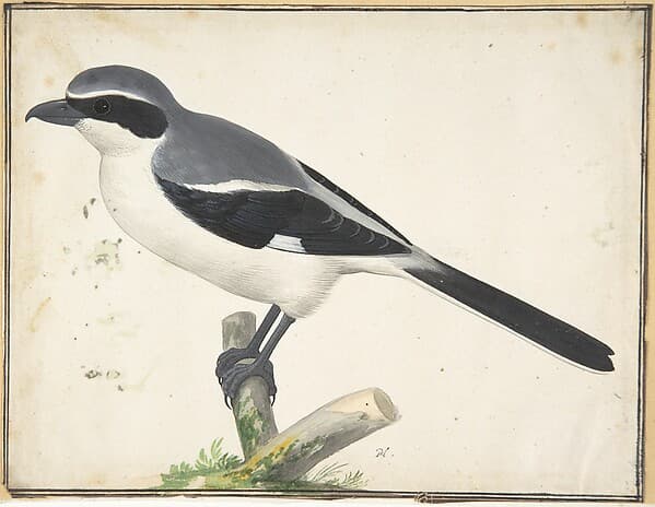 A Great Grey Shrike — Pieter Holsteyn II