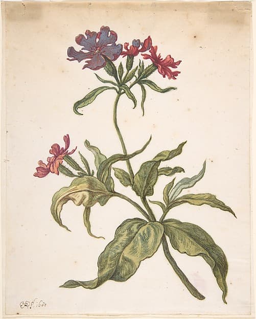 Study of a red catchfly (Lychnis hirsuta) — Herman Saftleven II