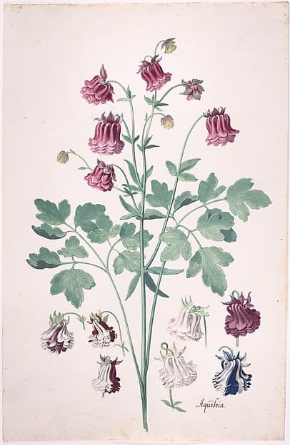 A Columbine or Granny's Bonnet (Aquilegia), with Additional Studies of Flowers — Pieter Holsteyn II