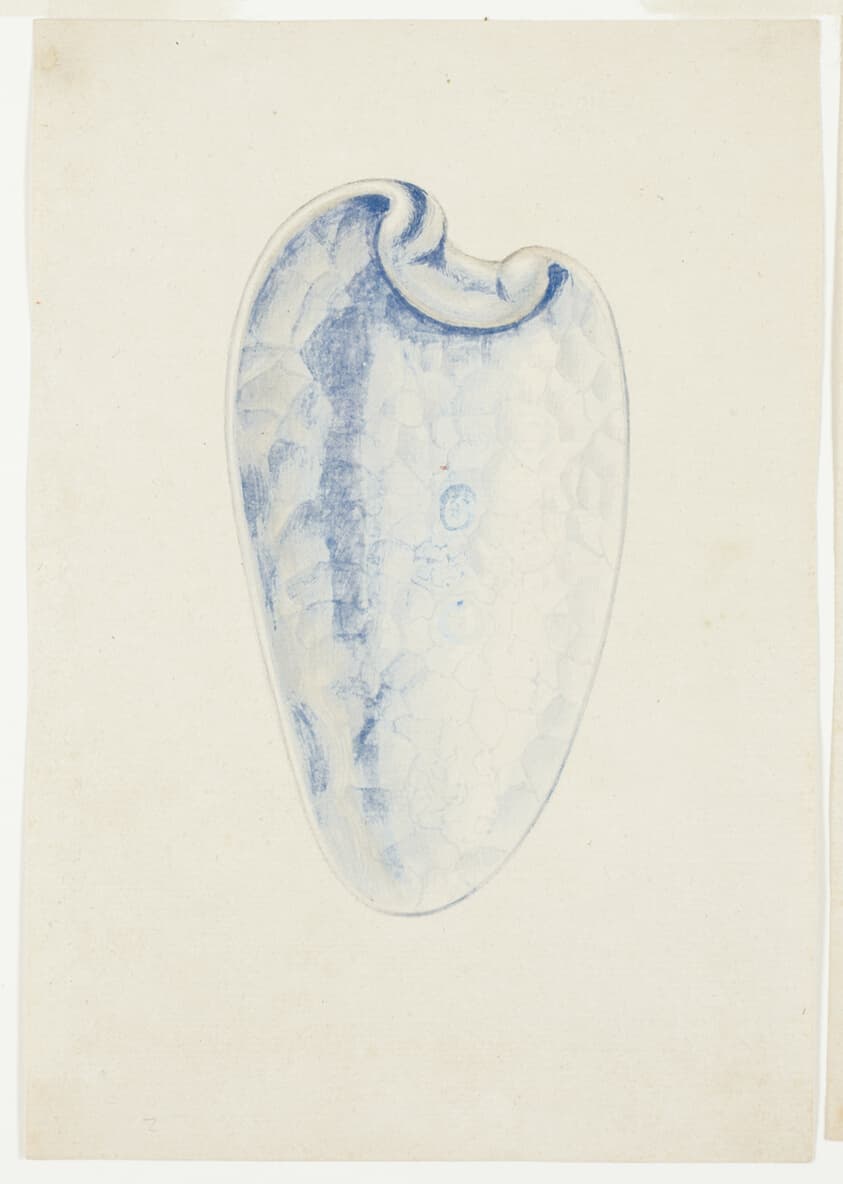 Overview of Lavender Elongated Shell — Giuseppe Grisoni