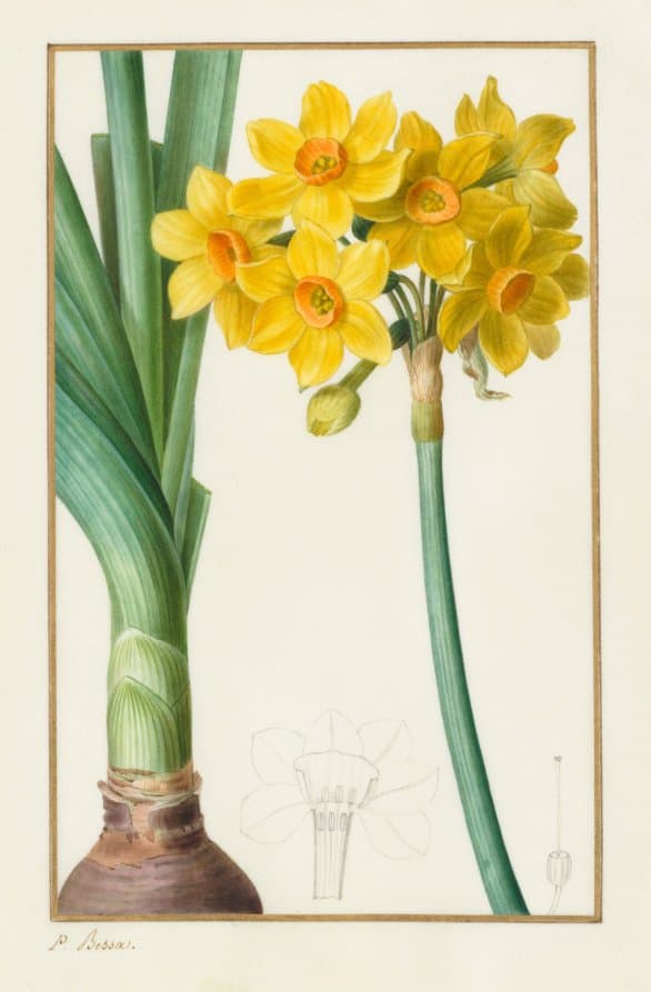 Polyanthus or Cluster Narcissus (Botanical: Narcissus tazetta) — Pancrace Bessa
