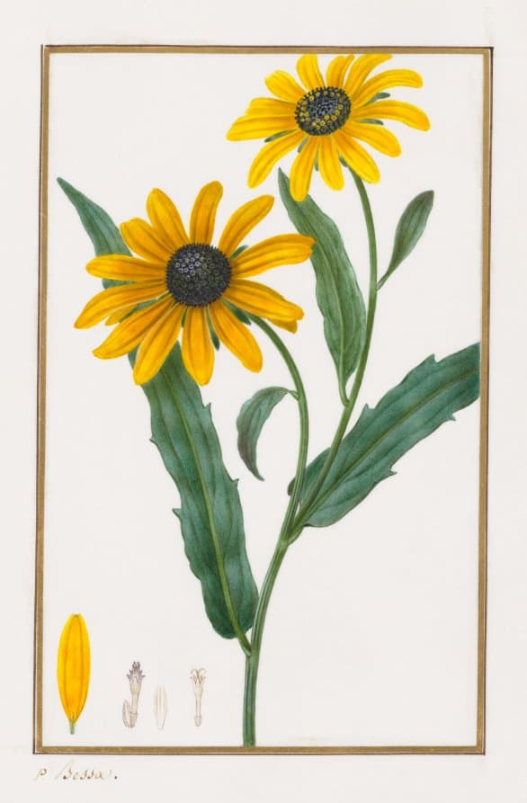 Black-eyed Susan — Pancrace Bessa