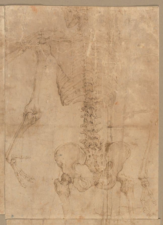 Upper Half of Skeleton from the Back — Battista Franco